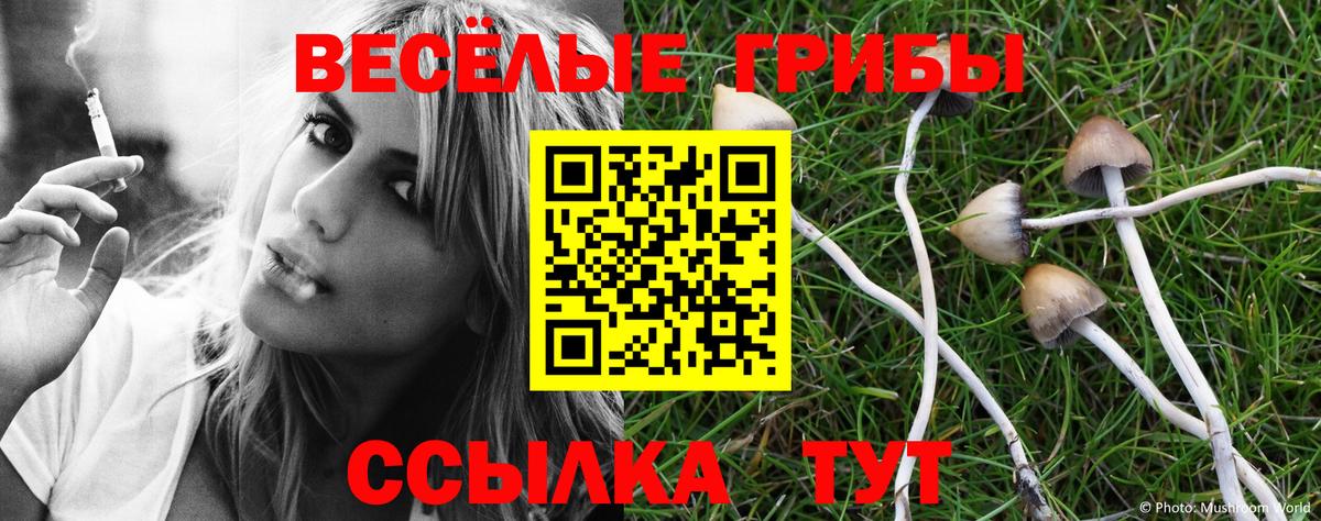 Псилоцибиновые грибы Psilocybe Красногорск